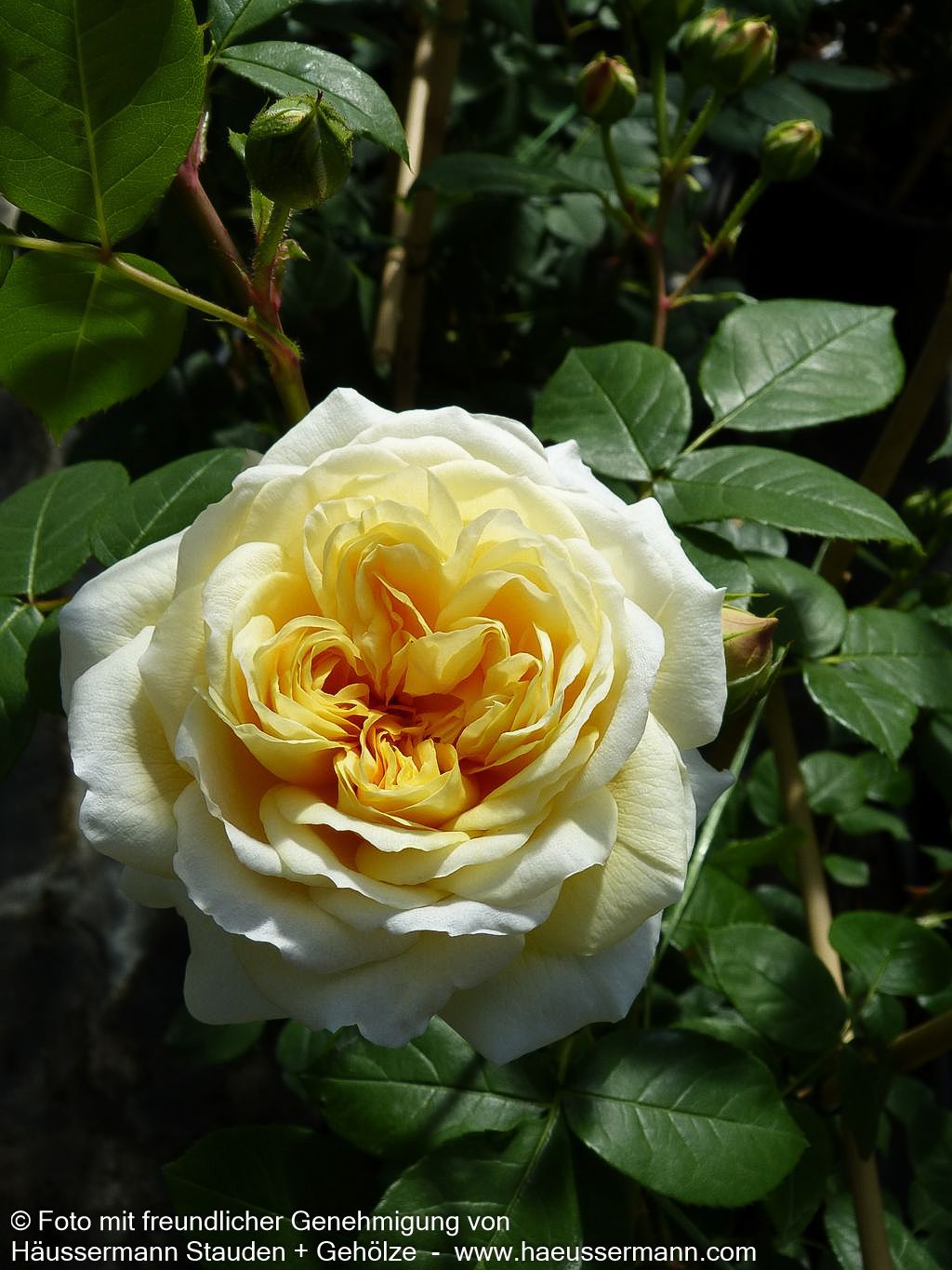 Beetrose 'Teasing Georgia' (Rosa  BT VI)