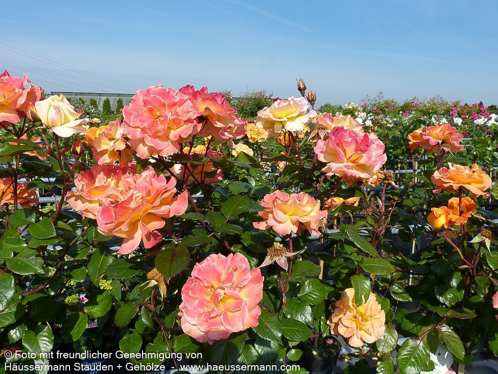 Beetrose 'Westzeit'  -R- 'Westzeit' (Rosa  BT IV)