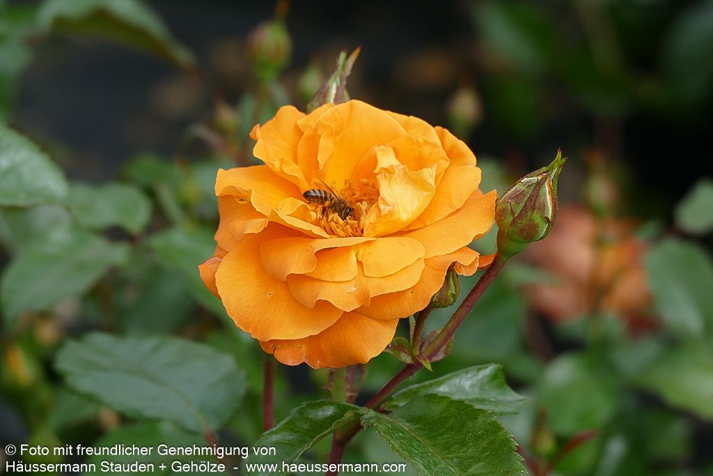 Beetrose 'Westzeit'  -R- 'Westzeit' (Rosa  BT IV)