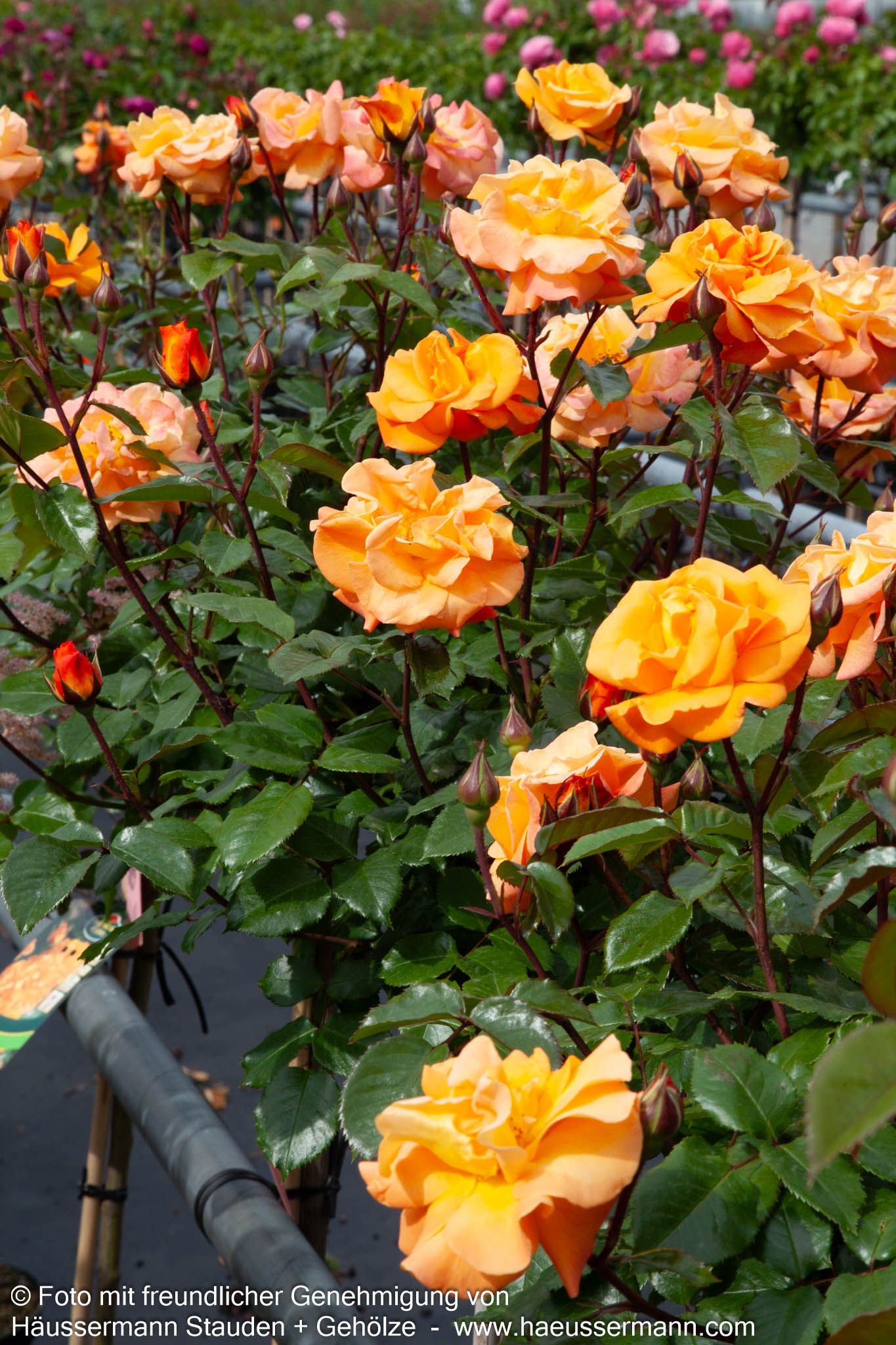 Beetrose 'Westzeit'  -R- 'Westzeit' (Rosa  BT IV)