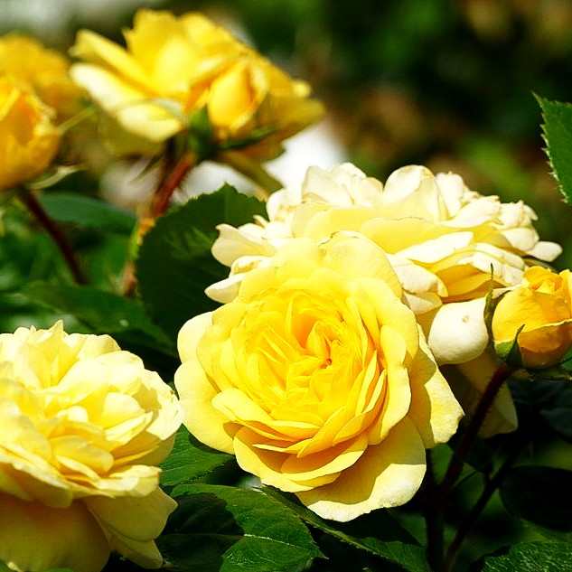 Beetrose 'Yellow Meilove' (Rosa BT III)