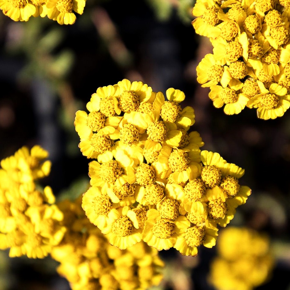 Behaarte Teppich-Garbe 'Grandiflora' (Achillea chrysocoma)
