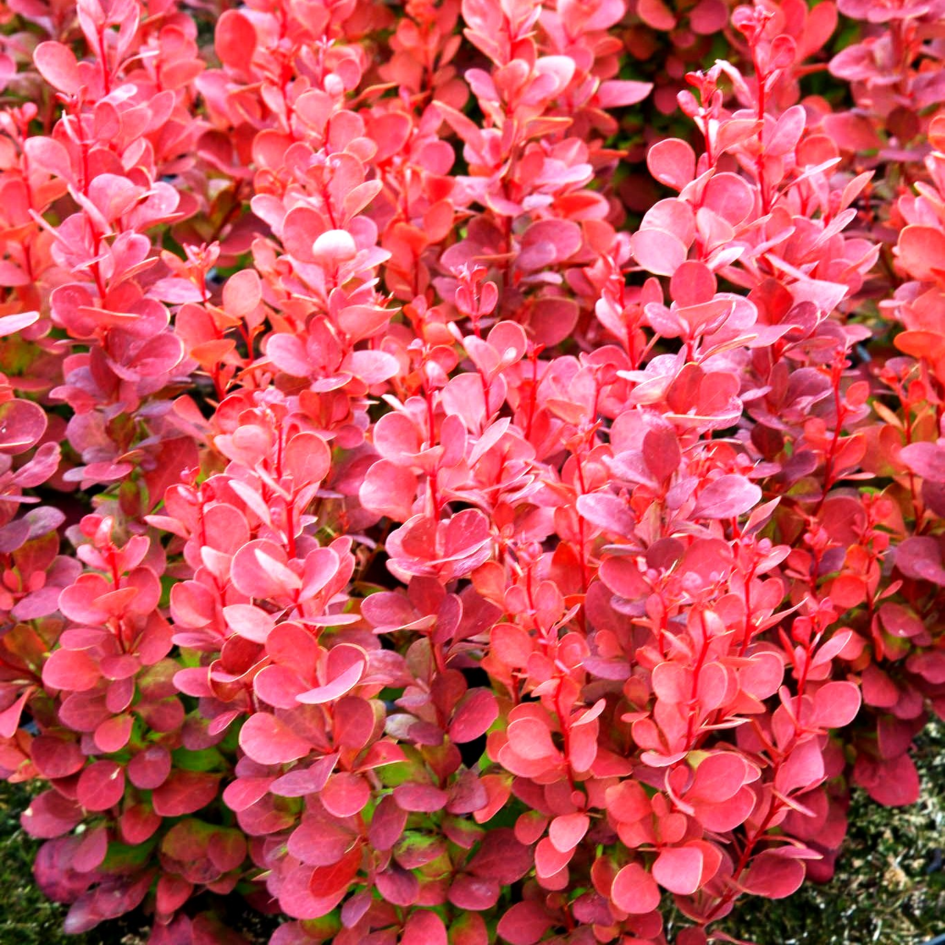 Berberitze 'Orange Rocket' (Berberis thunbergii)