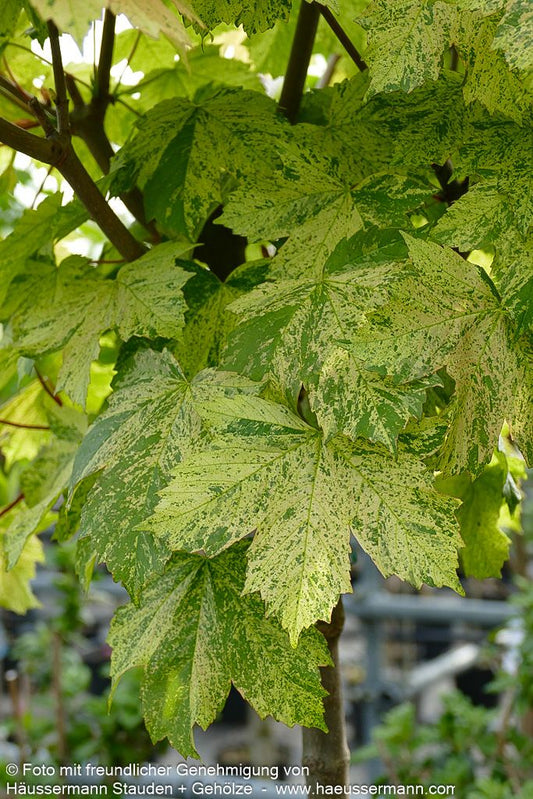 Berg-Ahorn 'Hermitage' (Acer pseudoplatanus)