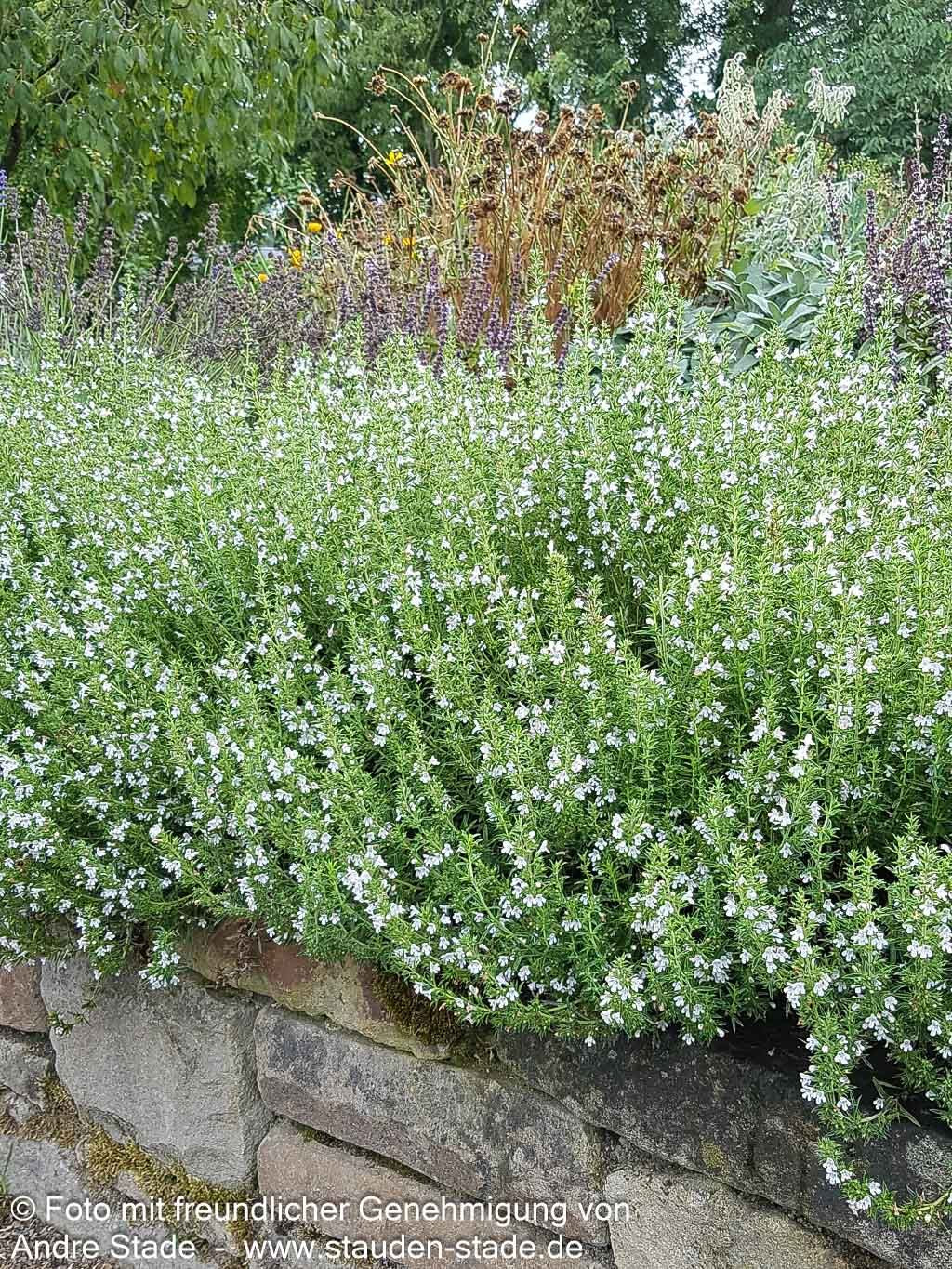 Berg-Bohnenkraut (Satureja montana)