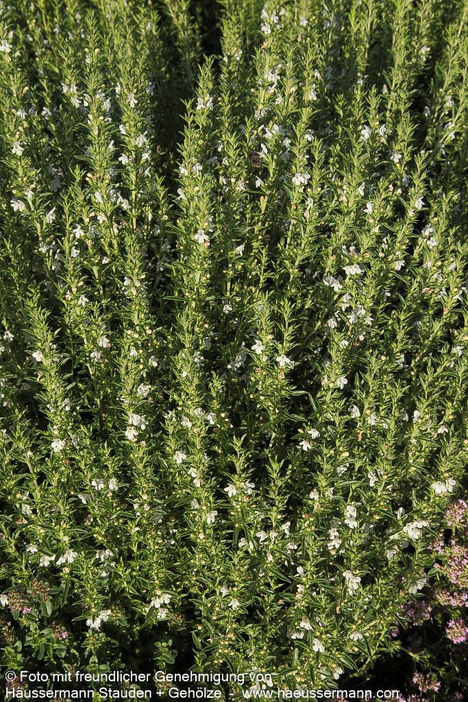 Berg-Bohnenkraut (Satureja montana)