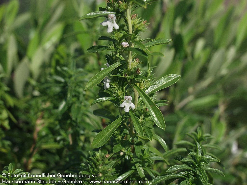 Berg-Bohnenkraut (Satureja montana)