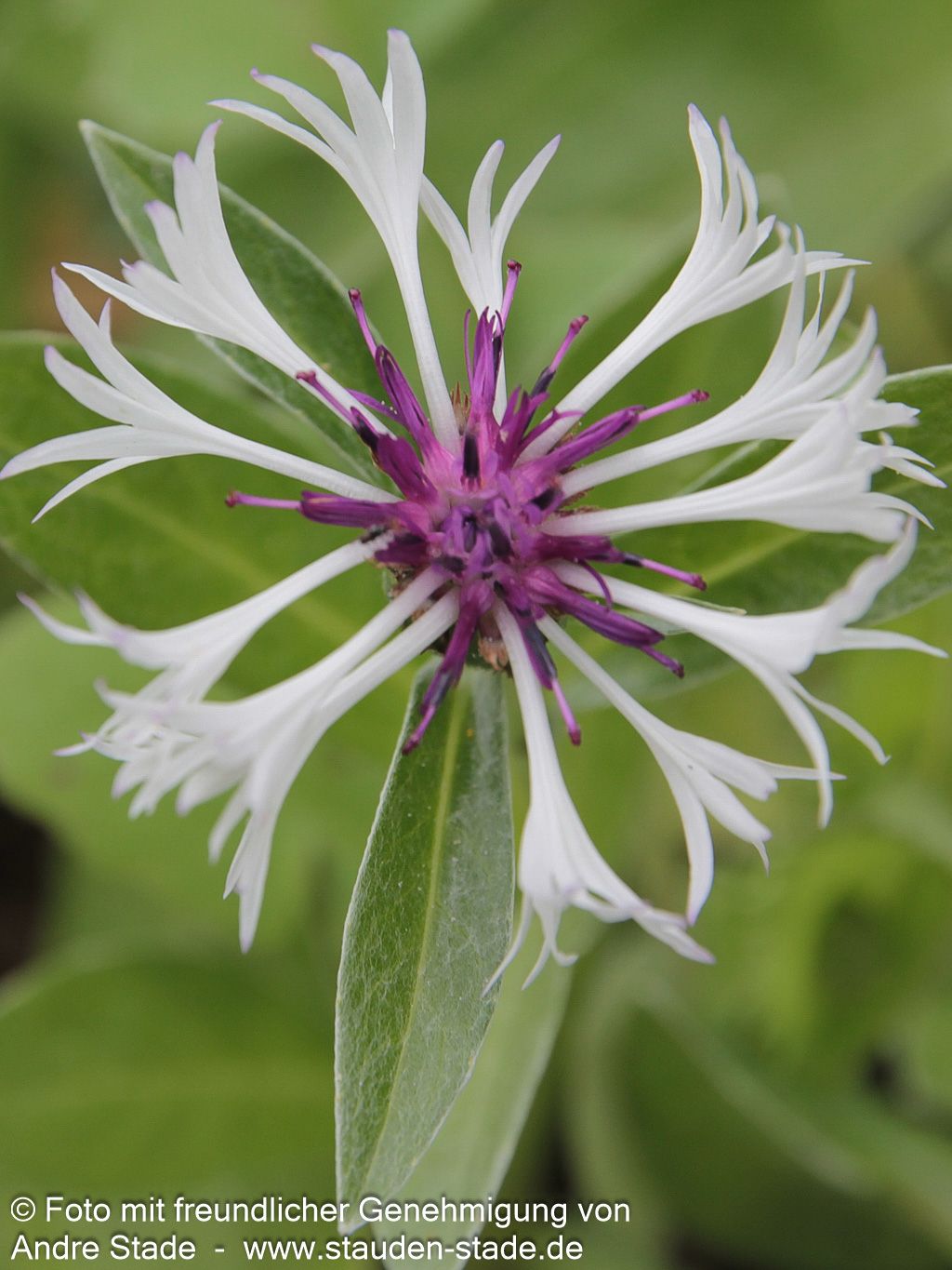 Berg-Flockenblume 'Amethyst in Snow' (Centaurea montana)
