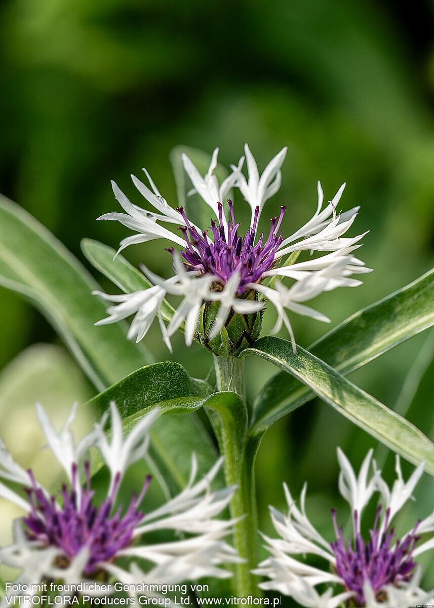 Berg-Flockenblume 'Amethyst in Snow' (Centaurea montana)