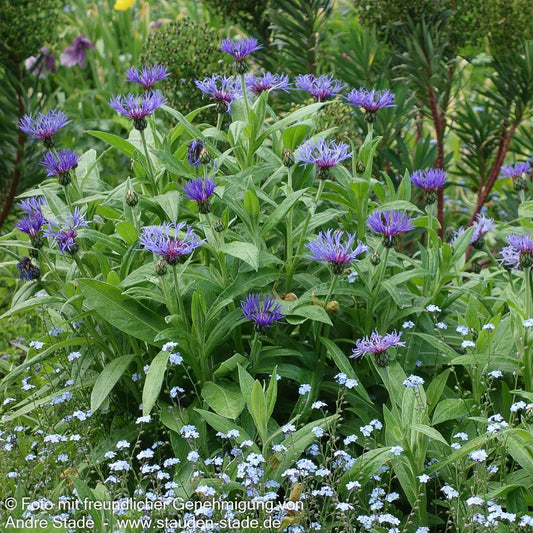 Berg-Flockenblume (Centaurea montana)
