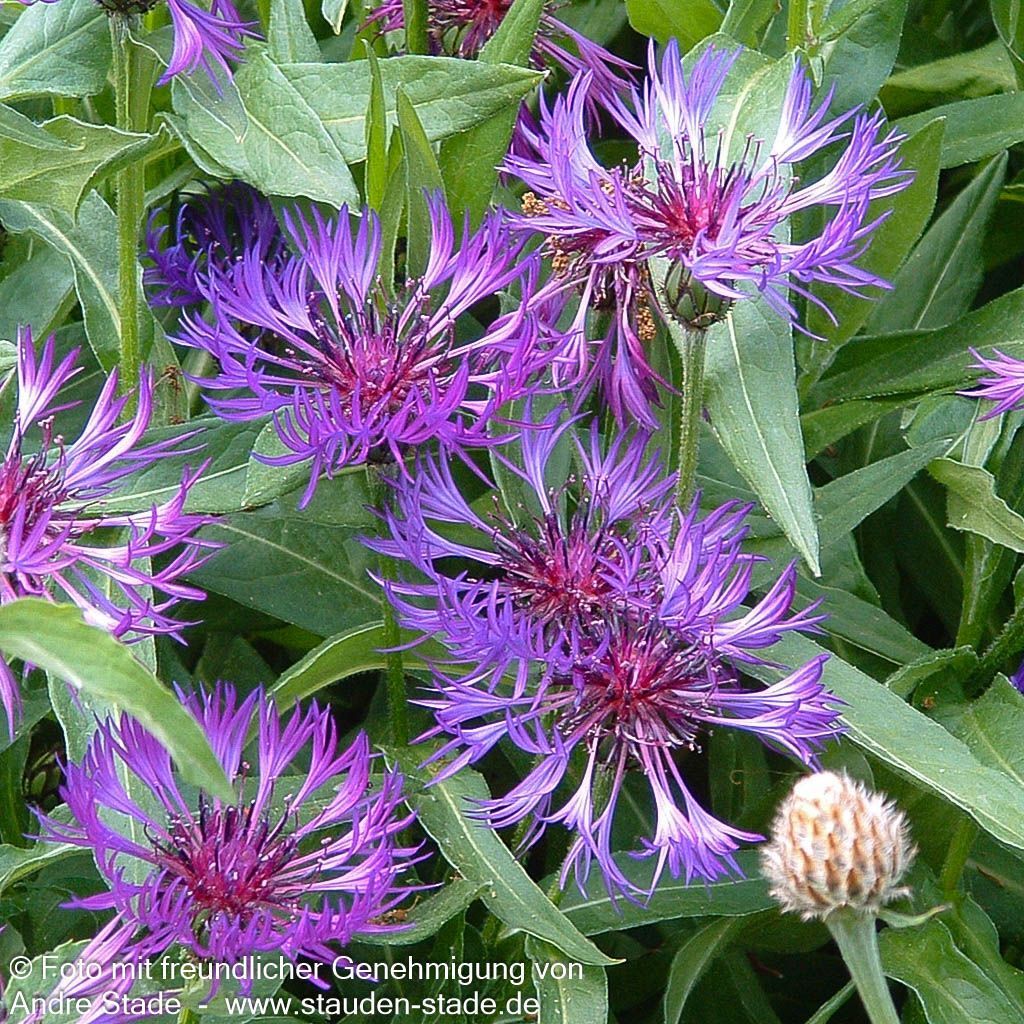 Berg-Flockenblume (Centaurea montana)