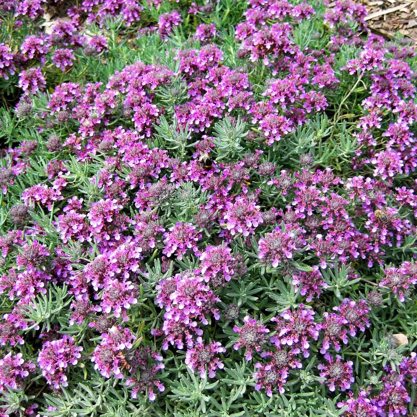 Berg-Gamander 'Purpureum' (Teucrium montanum)