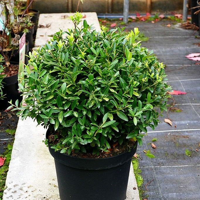 Berg-Ilex 'Blondie' -S- (Ilex crenata)
