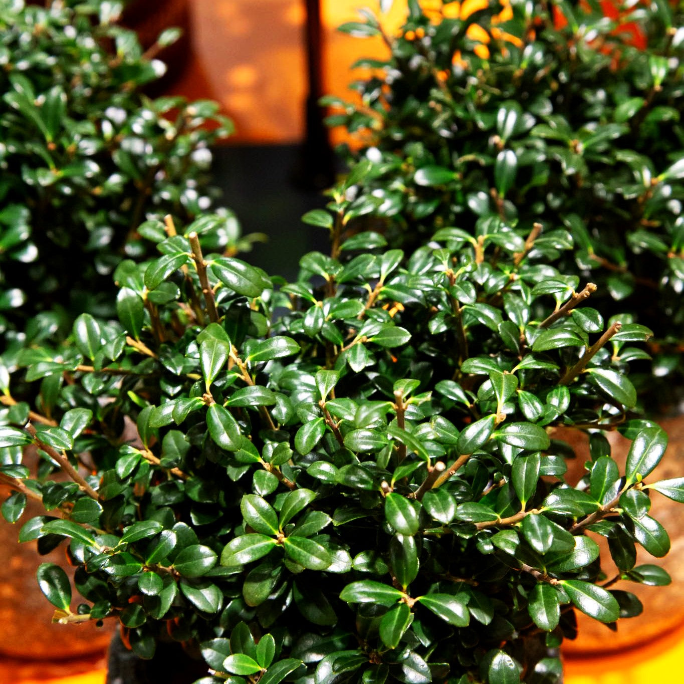 Berg-Ilex 'LUXUS Globe' (Ilex crenata)
