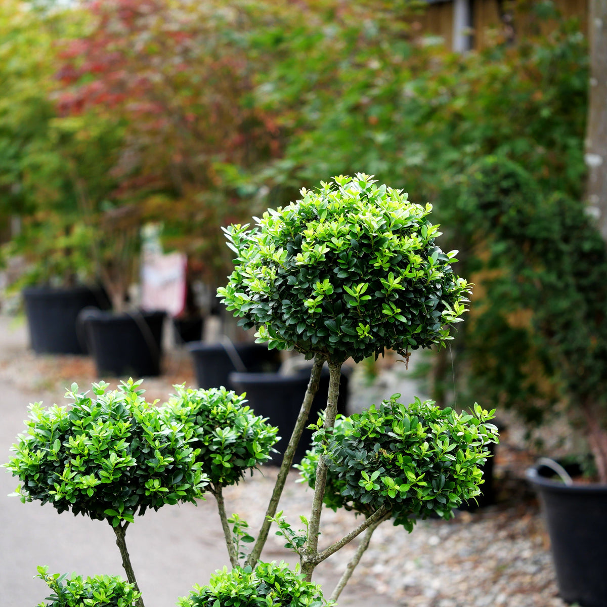 Berg-Ilex 'Maxima' (Ilex crenata)