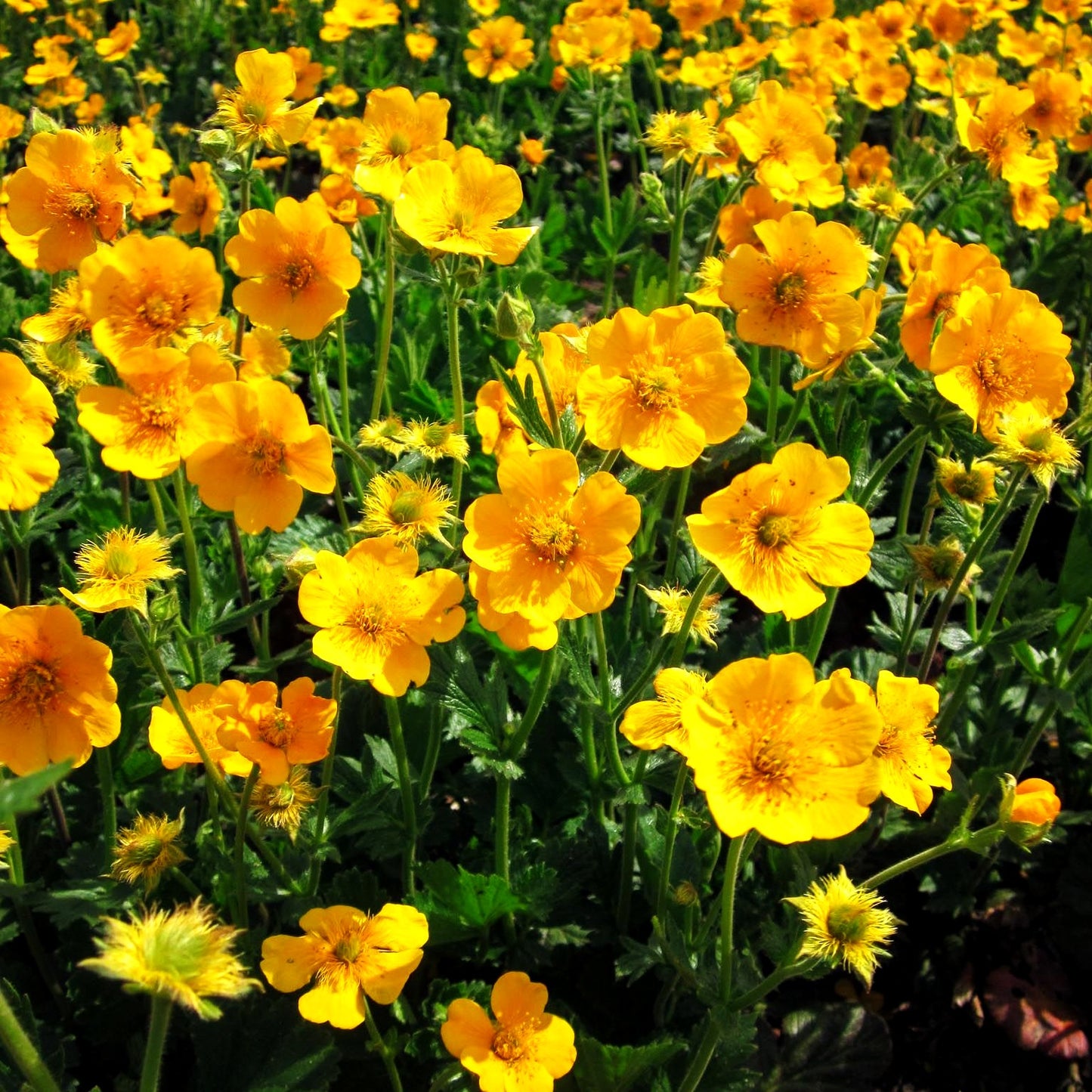 Berg-Nelkenwurz 'Diana' (Geum montanum)