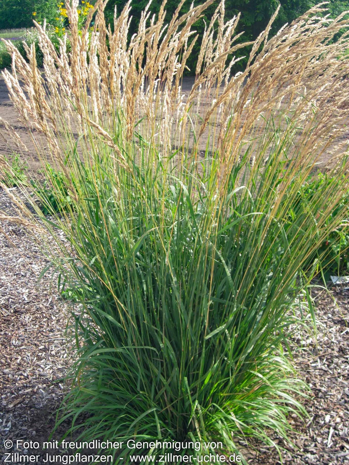 Berg-Reitgras (Calamagrostis varia)