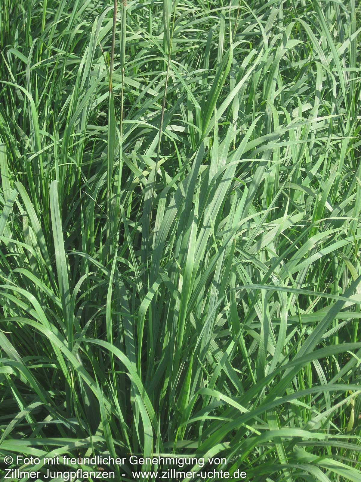 Berg-Reitgras (Calamagrostis varia)