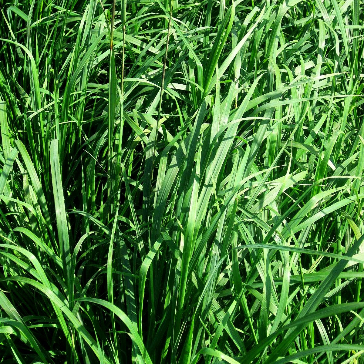 Berg-Reitgras (Calamagrostis varia)