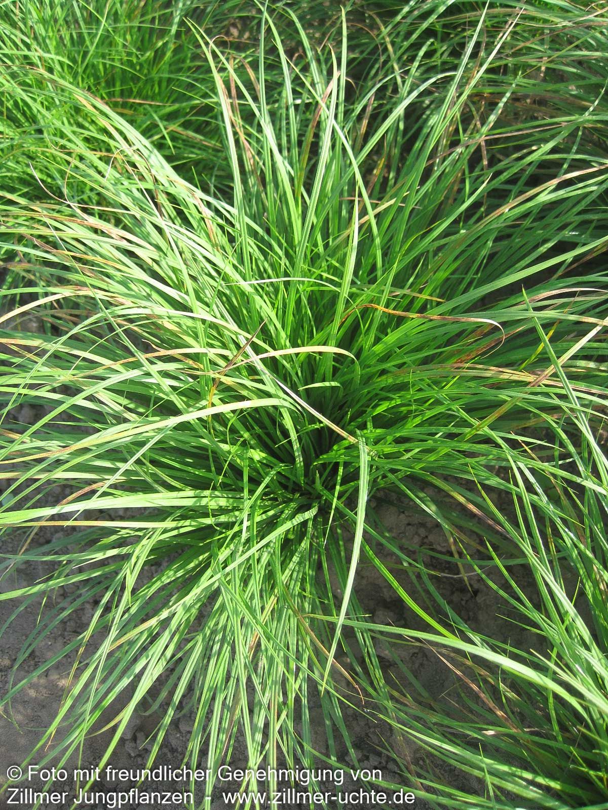 Berg-Segge (Carex montana)