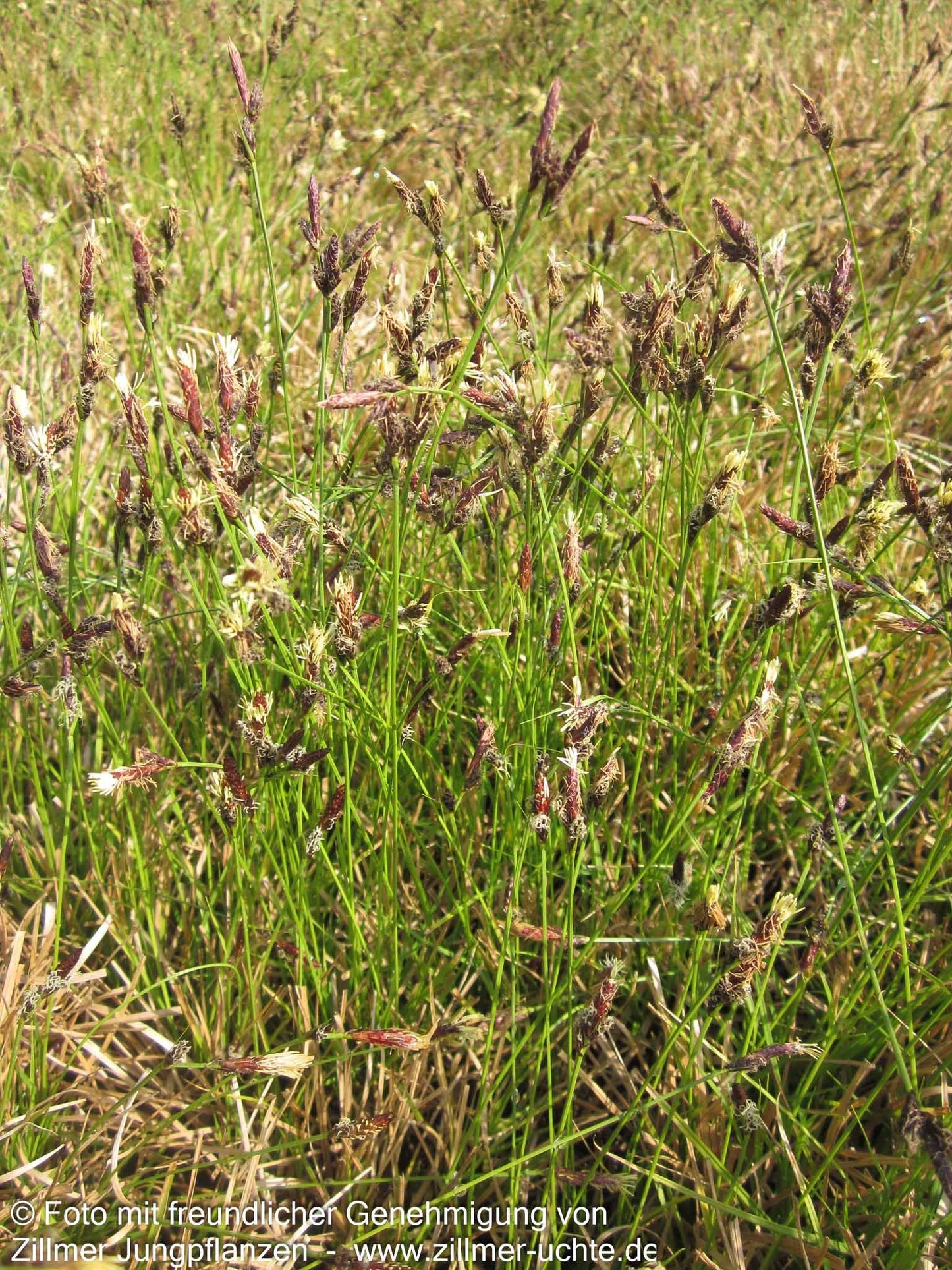 Berg-Segge (Carex montana)