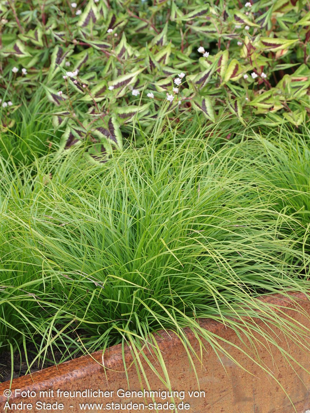Berg-Segge (Carex montana)