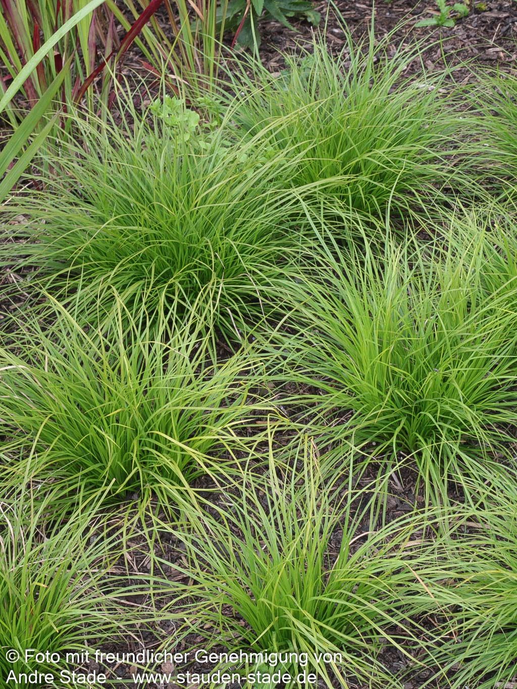 Berg-Segge (Carex montana)