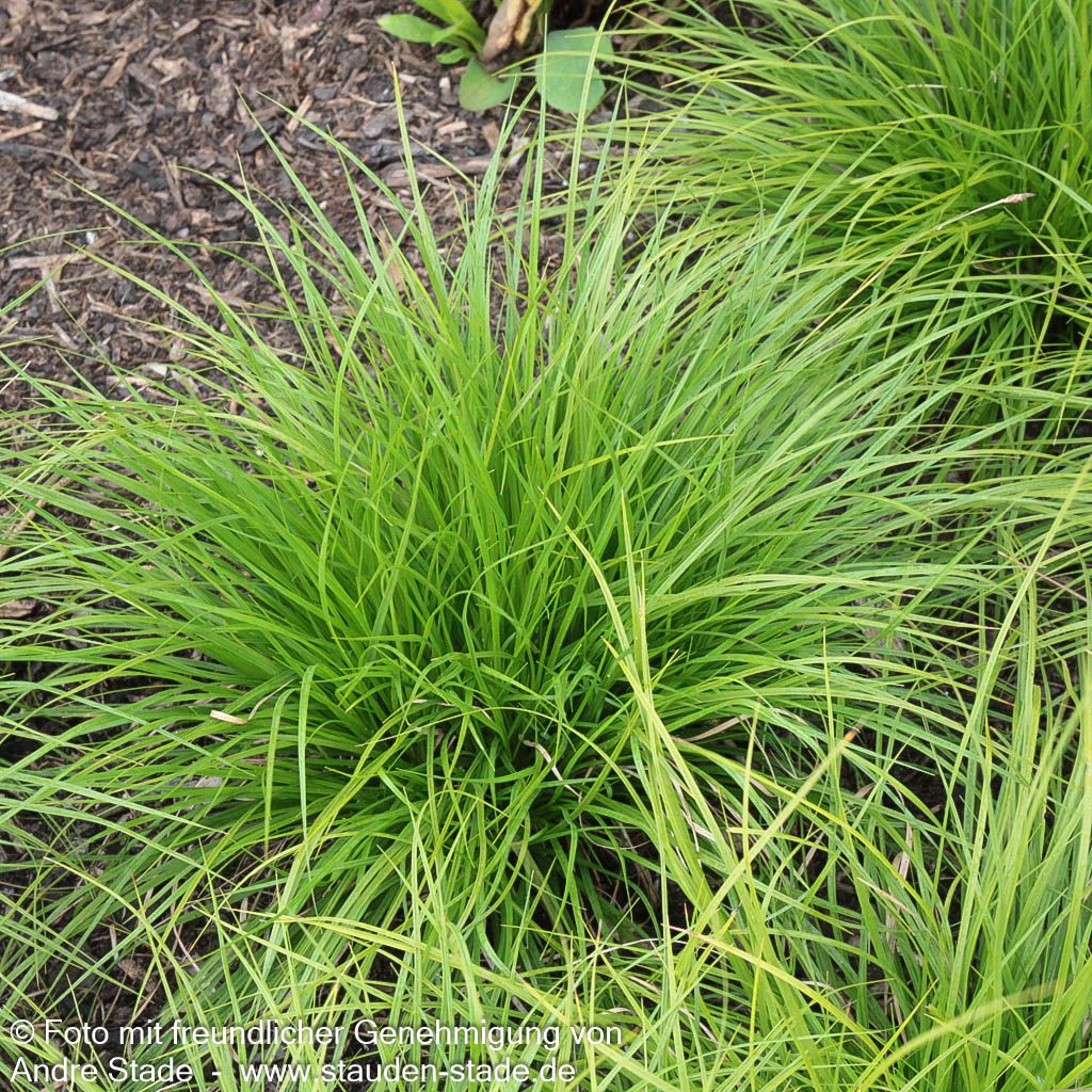 Berg-Segge (Carex montana)