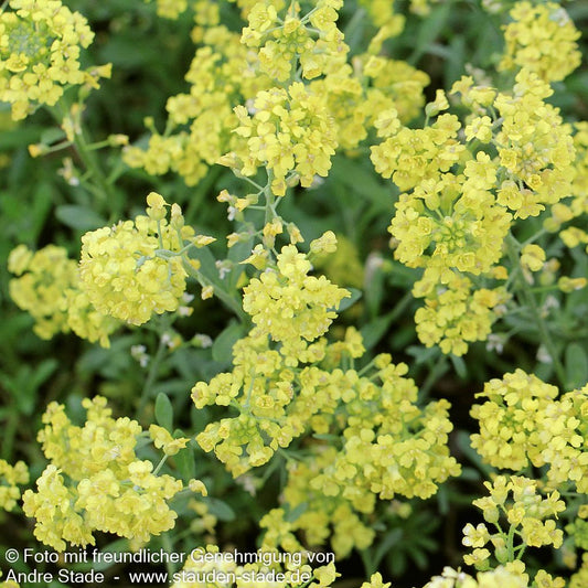 Berg-Steinkraut 'Berggold' (Alyssum montanum)
