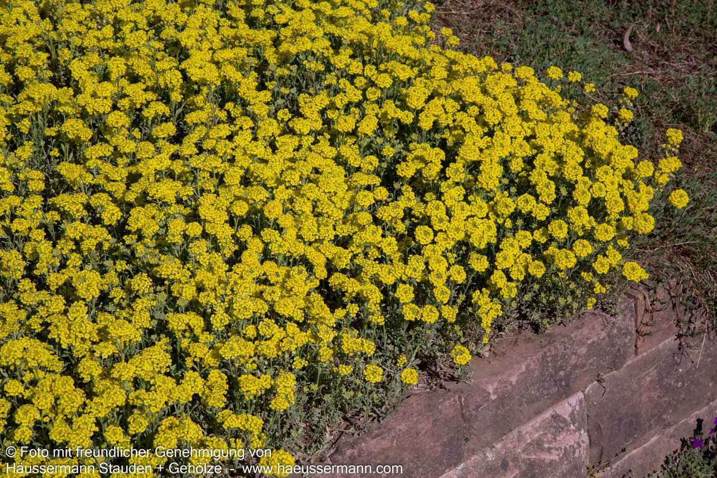 Berg-Steinkraut 'Berggold' (Alyssum montanum)
