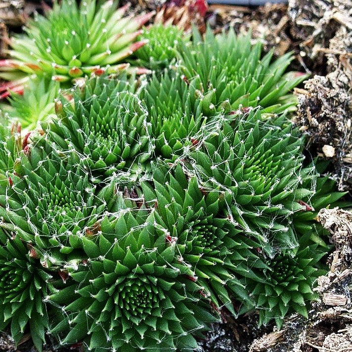Berg-Steinrose (Sempervivum montanum)
