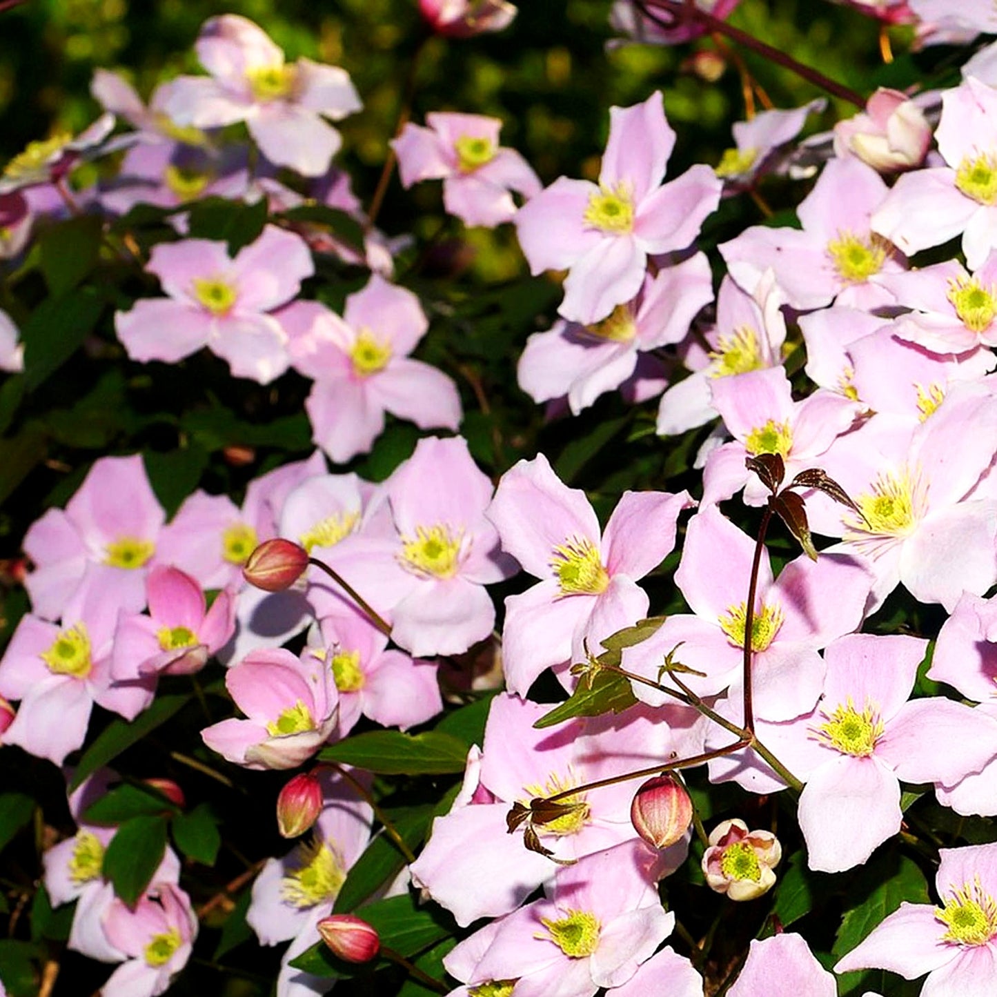 Berg-Waldrebe 'Elizabeth' (Clematis montana)