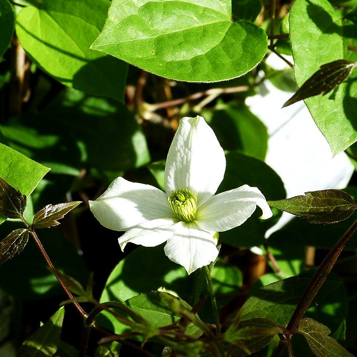 Berg-Waldrebe 'Elten' (Clematis montana)