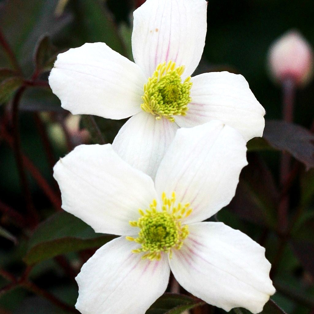 Berg-Waldrebe 'Grandiflora' (Clematis montana)