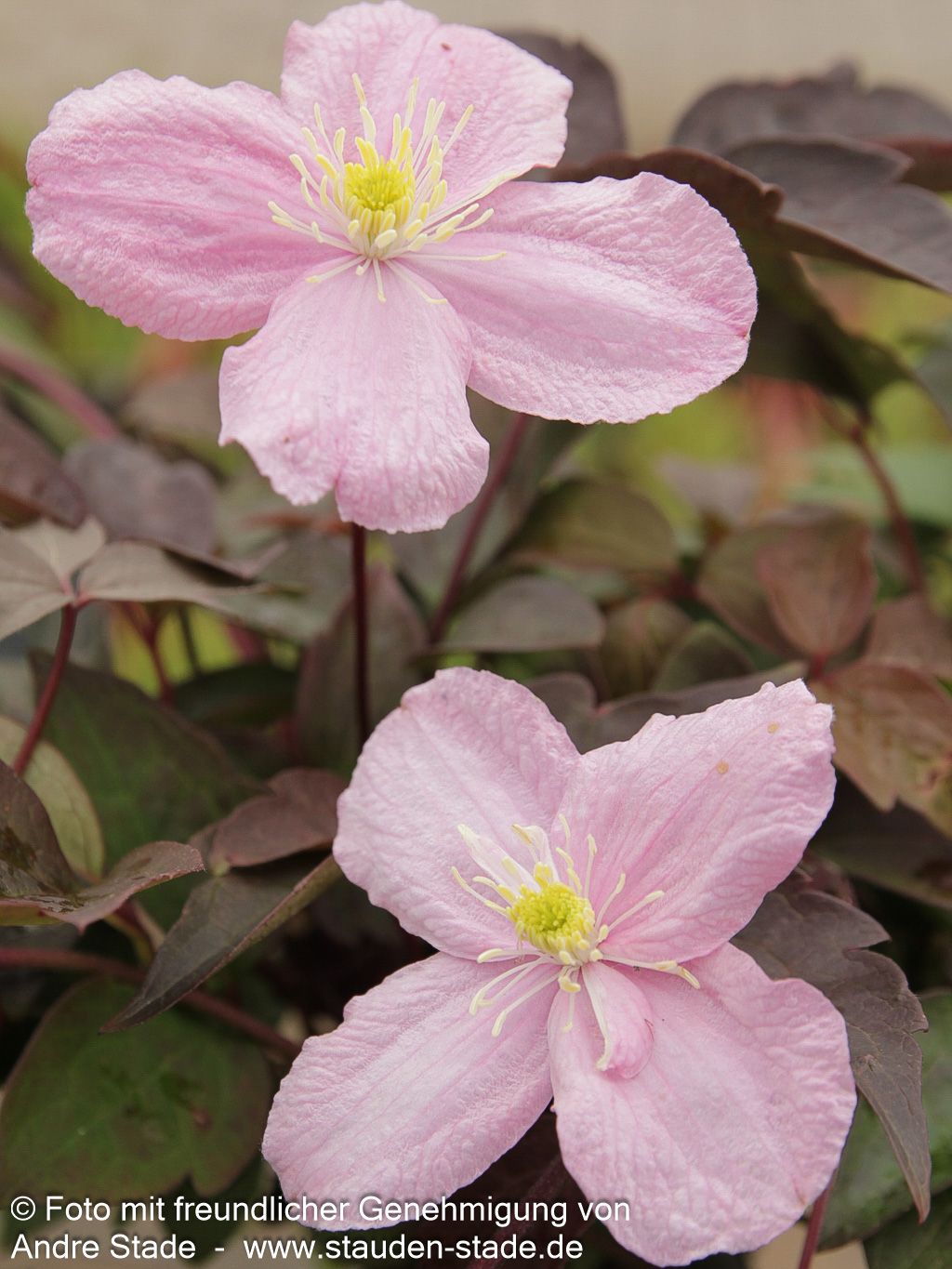 Berg-Waldrebe 'Mayleen' (Clematis montana)