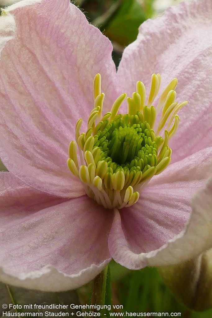 Berg-Waldrebe 'Mayleen' (Clematis montana)