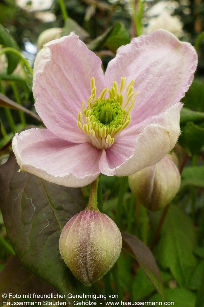 Berg-Waldrebe 'Mayleen' (Clematis montana)