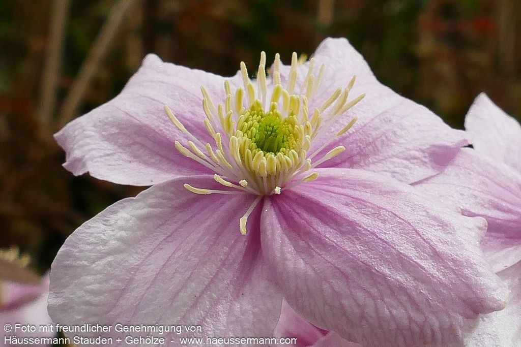 Berg-Waldrebe 'Mayleen' (Clematis montana)