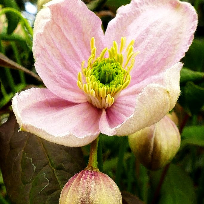 Berg-Waldrebe 'Mayleen' (Clematis montana)