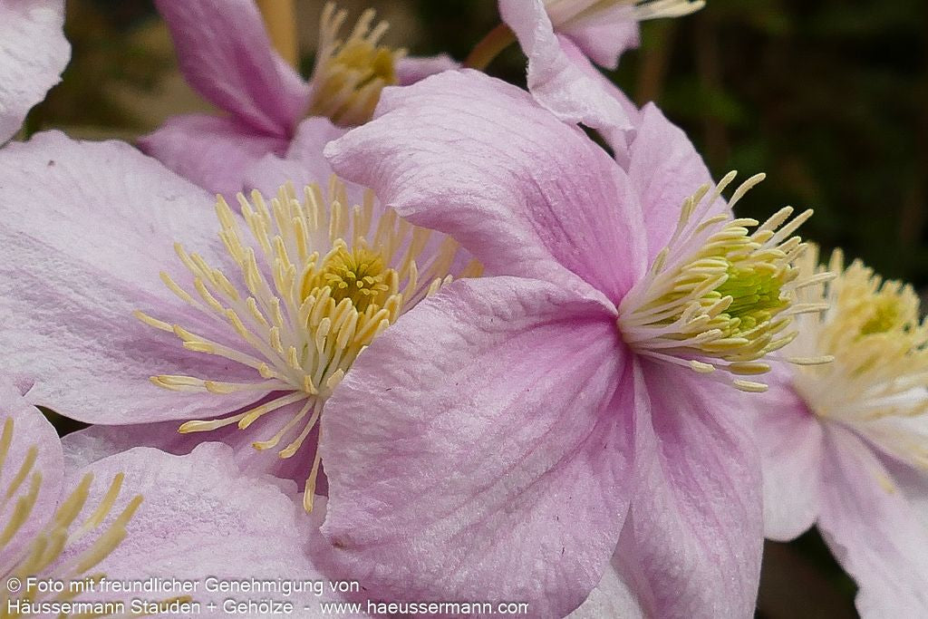 Berg-Waldrebe 'Mayleen' (Clematis montana)
