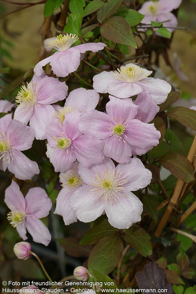 Berg-Waldrebe 'Mayleen' (Clematis montana)