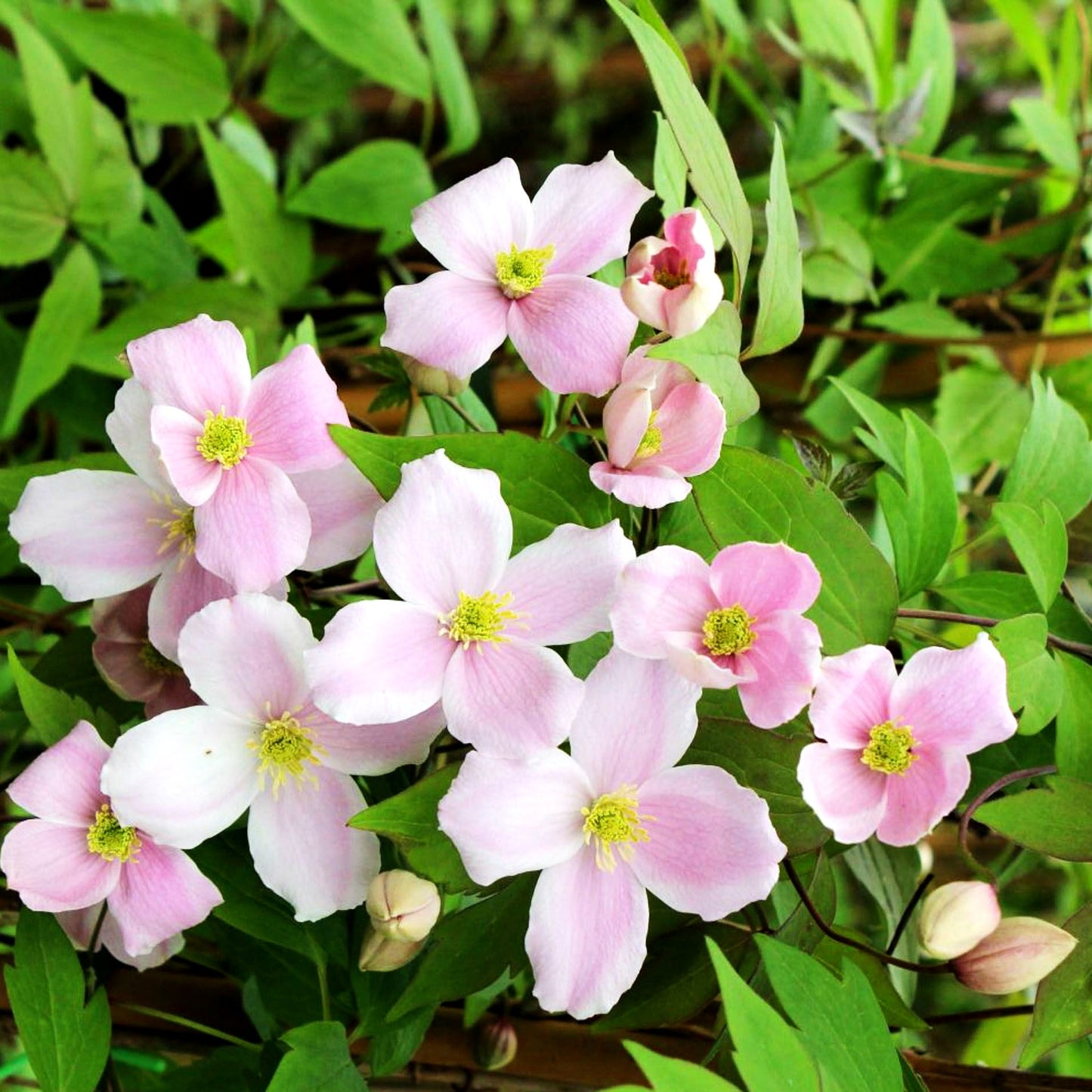 Berg-Waldrebe 'Pink Perfektion' (Clematis montana)