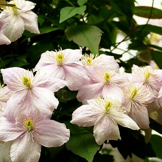 Berg-Waldrebe 'Tetrarose' (Clematis montana)