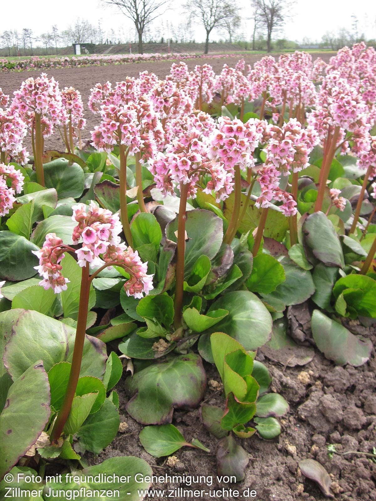 Bergenie 'Baby Doll' (Bergenia cordifolia)