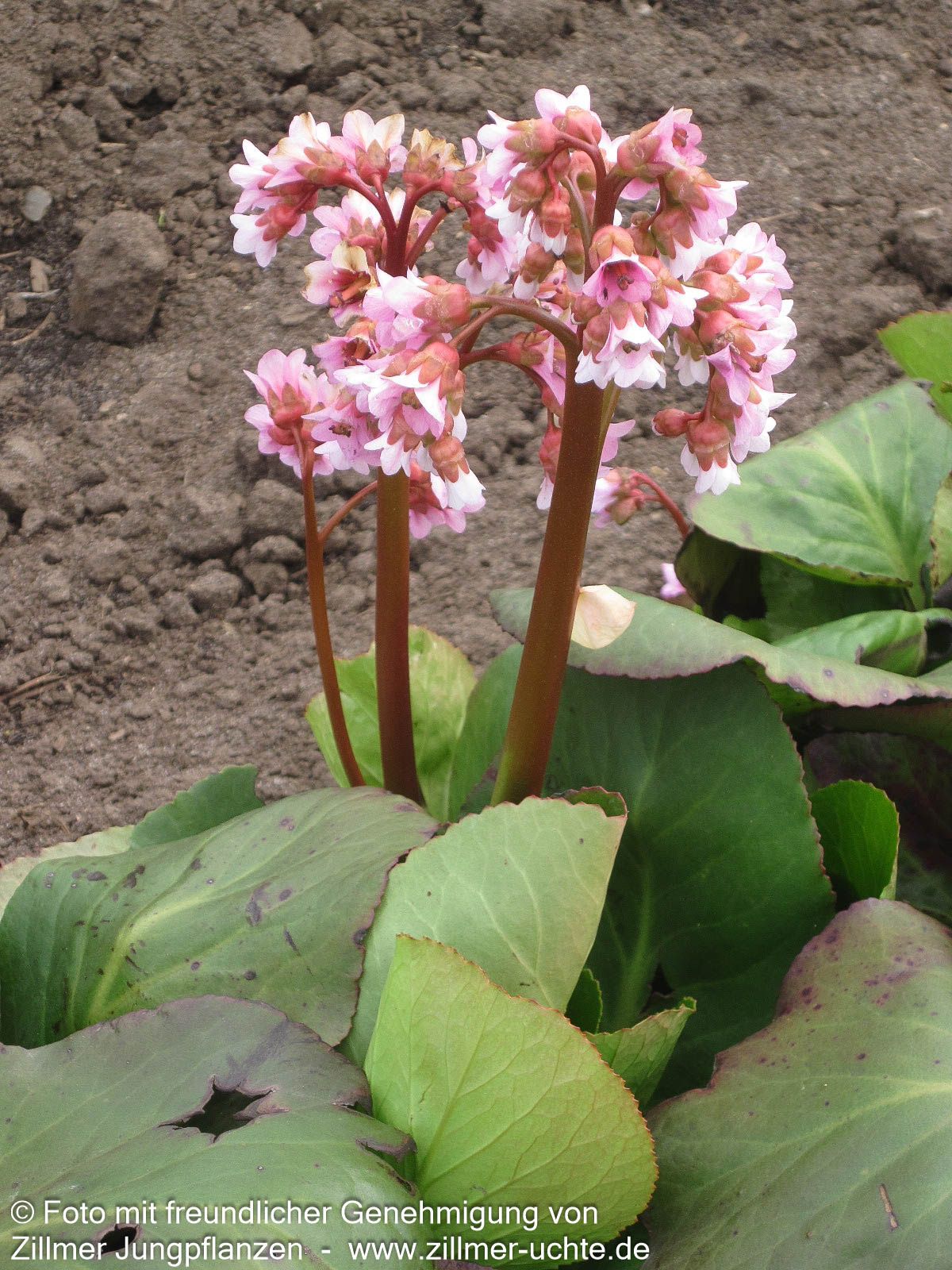 Bergenie 'Baby Doll' (Bergenia cordifolia)