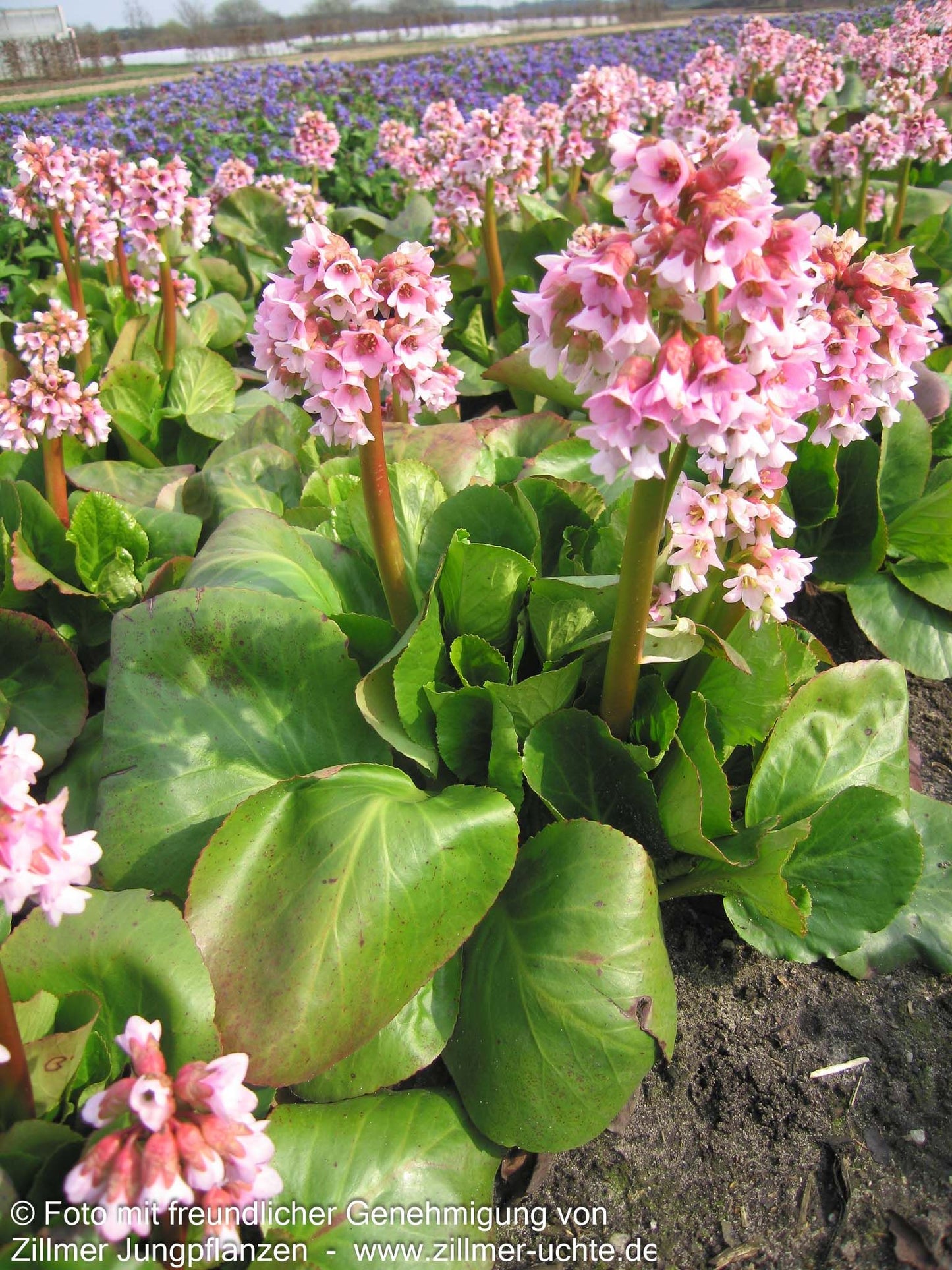Bergenie 'Baby Doll' (Bergenia cordifolia)
