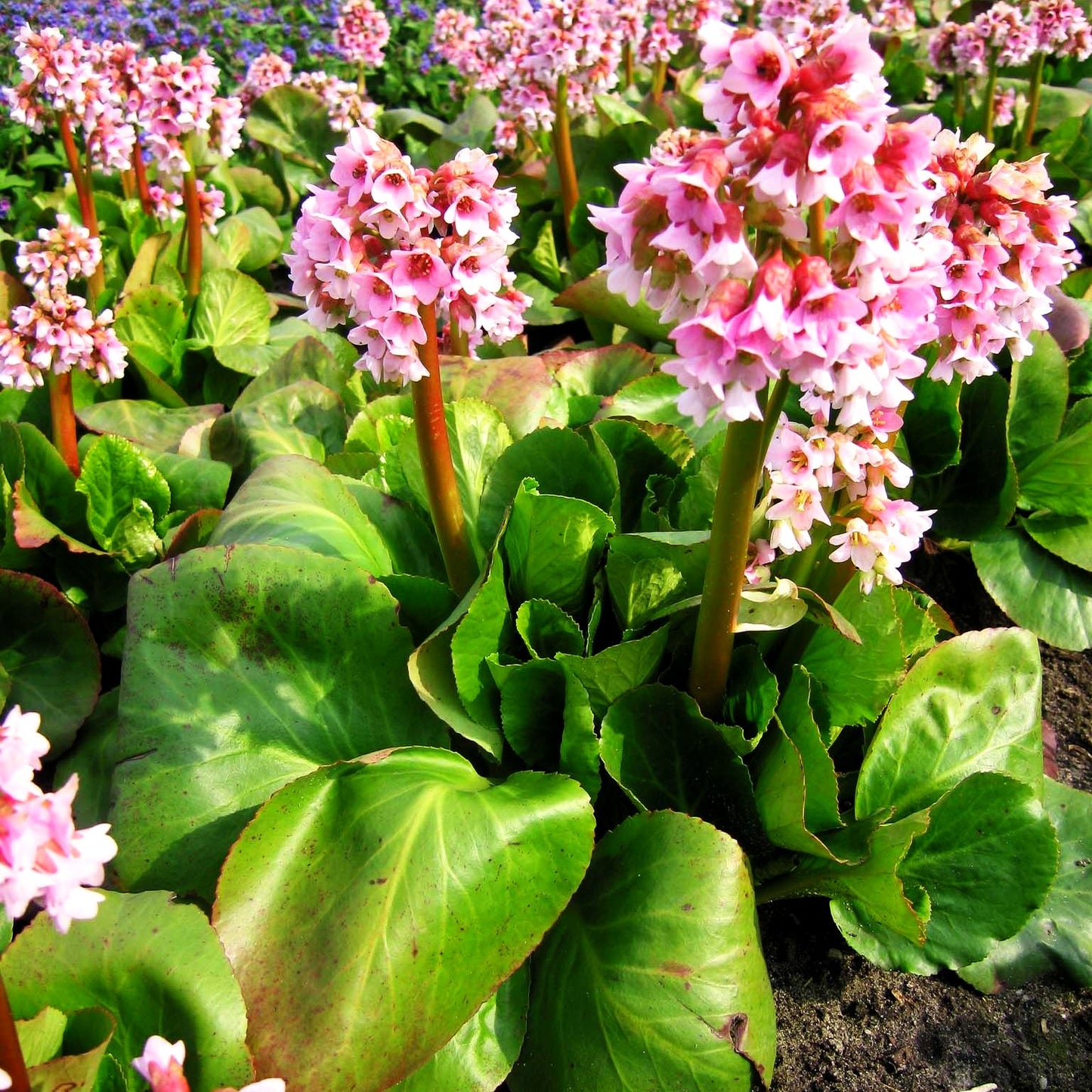 Bergenie 'Baby Doll' (Bergenia cordifolia)