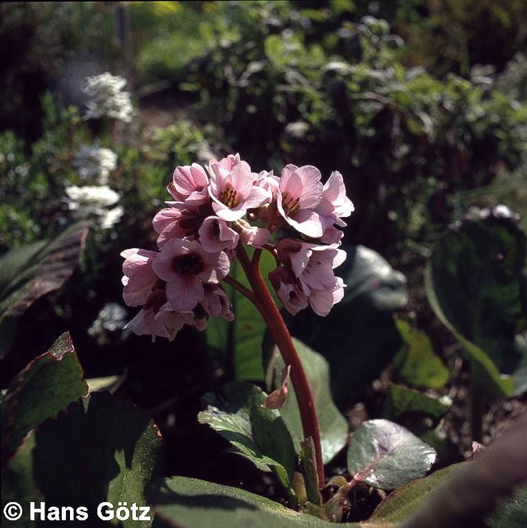 Bergenie 'Biedermeier' (Bergenia cordifolia)