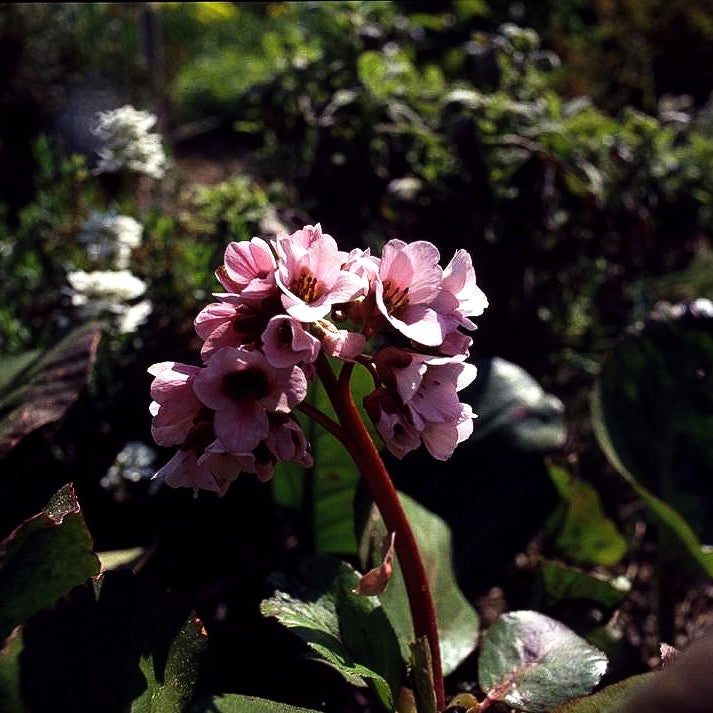 Bergenie 'Biedermeier' (Bergenia cordifolia)
