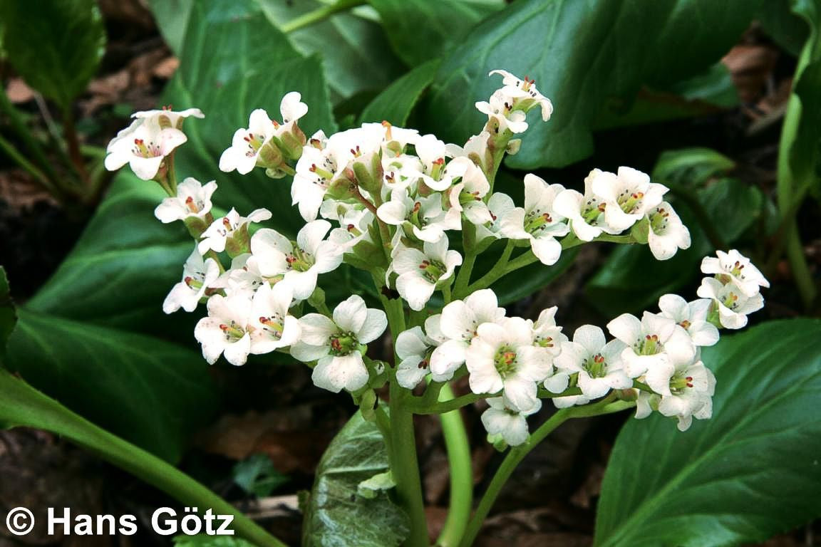 Bergenie 'Bressingham White' (Bergenia cordifolia)